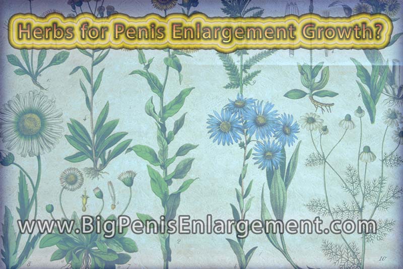 Herbs for Penis Enlargement Growth