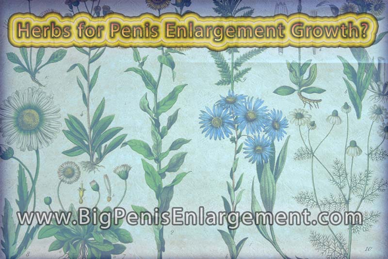 Penis Growth Herbs 54