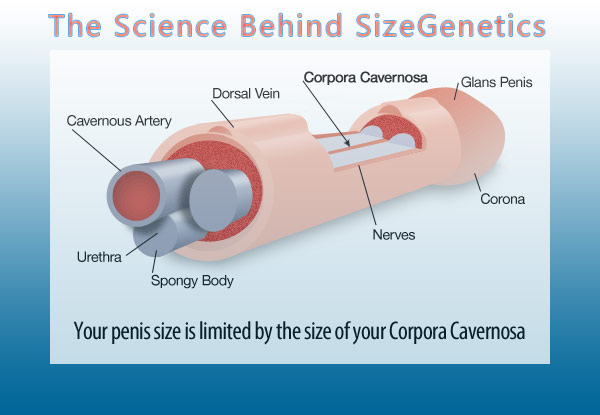 The science behind SizeGenetics